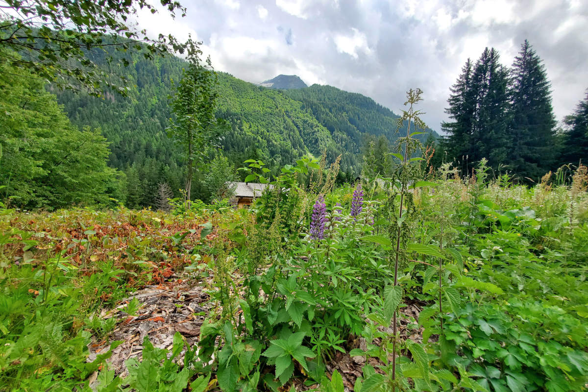 Terrain à bâtir 980 m2